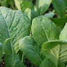 Tendergreen Mustard Greens Heirloom Seeds Vegetable 1600 Seeds Komatsuna