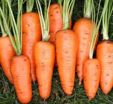 Vegetable 600 Seeds Chantenay Red Core Carrot