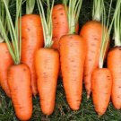 Vegetable 600 Seeds Chantenay Red Core Carrot