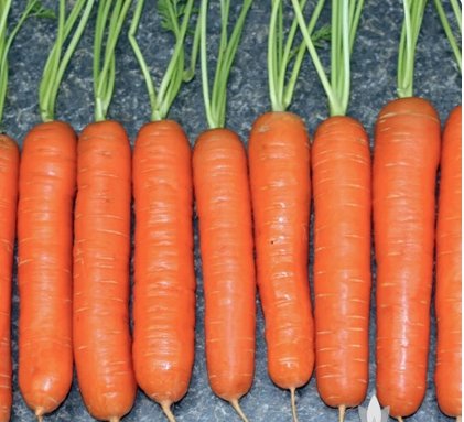 Chantenay Red Core Carrot Vegetable 1200 Seeds