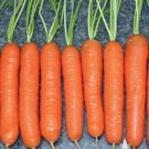 Chantenay Red Core Carrot Vegetable 1200 Seeds