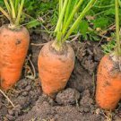 Chantenay Red Core Carrot Vegetable 4800 Seeds