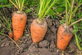 Chantenay Red Core Carrot Vegetable 4800 Seeds