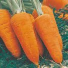 Chantenay Red Core Carrot Vegetable 9600 Seeds