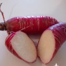 China Rose Radish Vegetable 500 Seeds