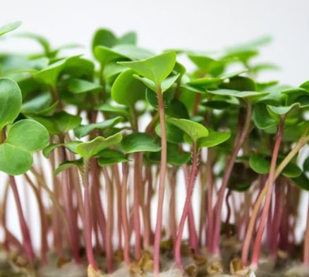 Vegetable 1000 Seeds China Rose Radish