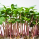 Vegetable 1000 Seeds China Rose Radish