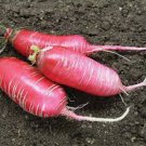 For Garden Vegetable 8000 Seeds Radish Fresh China Rose