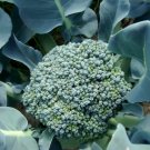For Garden Vegetable 300 Seeds Waltham 29 Broccoli