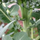 600 Seeds Waltham 29 Broccoli For Garden Vegetable
