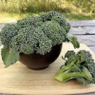 Vegetable 2400 Seeds Waltham Broccoli For Garden