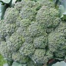 Waltham Broccoli Vegetable 4800 Seeds For Garden