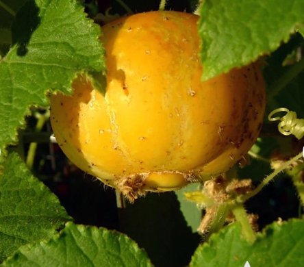 Cucumber 60 Seeds Lemon Vegetable For Garden