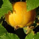 Cucumber 60 Seeds Lemon Vegetable For Garden