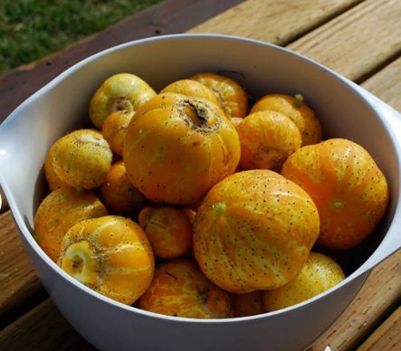 Lemon Cucumber 120 Seeds VegetableFor Garden