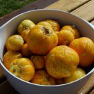Lemon Cucumber 120 Seeds VegetableFor Garden
