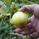 Vegetable For Garden Lemon Cucumber 240 Seeds