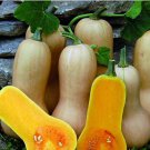 Waltham Butternut Winter Squash Vegetable For Garden 20 Seeds