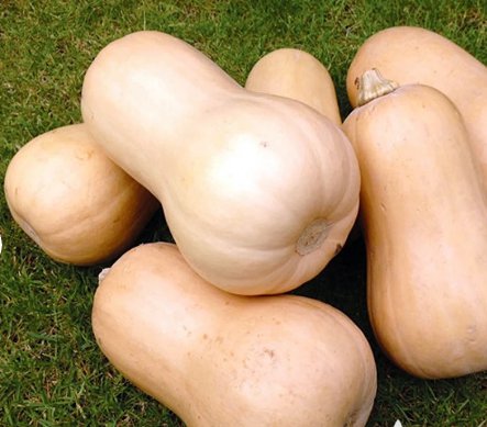 40 Seeds Waltham Butternut Winter Squash Vegetable For Garden
