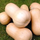 40 Seeds Waltham Butternut Winter Squash Vegetable For Garden