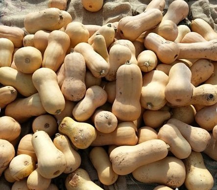 Butternut Winter Squash 80 Seeds Waltham Vegetable For Garden