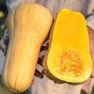 Squash 160 Seeds Butternut Winter Waltham Vegetable For Garden