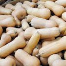 Waltham Vegetable For Garden Squash 320 Seeds Butternut Winter