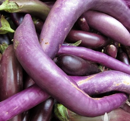 Ping Tung Eggplant 80 Seeds Vegetable For Garden