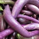 Ping Tung Eggplant 80 Seeds Vegetable For Garden