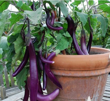Vegetable For Garden Ping Tung Eggplant 160 Seeds