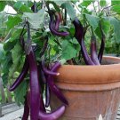 Vegetable For Garden Ping Tung Eggplant 160 Seeds