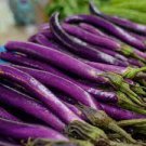 Vegetable For Garden Ping Tung Eggplant 320 Seeds