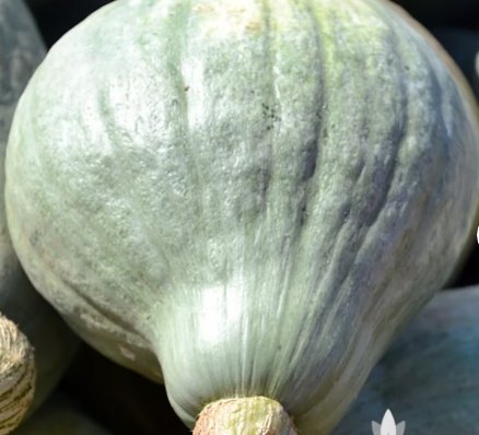 Blue Hubbard Winter Squash 40 Seeds Vegetable For Garden