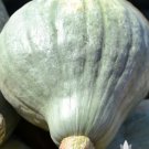 Blue Hubbard Winter Squash 40 Seeds Vegetable For Garden