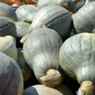 Squash 80 Seeds Vegetable Blue Hubbard Winter For Garden