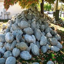 Squash 160 Seeds Vegetable Blue Hubbard Winter For Garden