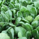 Komatsuna Tendergreen Mustard Greens Heirloom Seeds 200 Seeds Vegetable For Garden