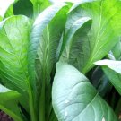 Seeds 400 Seeds Vegetable For Garden Komatsuna Tendergreen Mustard Greens Heirloom