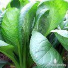 Seeds 800 Seeds Vegetable For Garden Komatsuna Tendergreen Mustard Greens Heirloom
