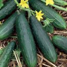 30 Seeds Vegetable For Garden Spacemaster 80 Bush Cucumber