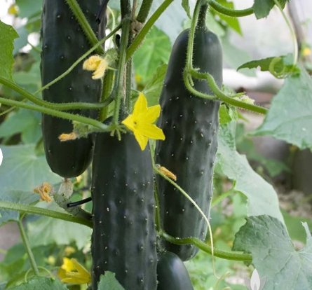 Spacemaster 80 Bush Cucumber 60 Seeds Vegetable For Garden
