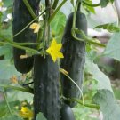 Spacemaster 80 Bush Cucumber 60 Seeds Vegetable For Garden