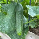 Cucumber 120 Seeds Vegetable Spacemaster 80 Bush For Garden