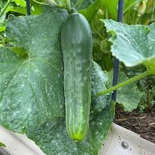 Cucumber 120 Seeds Vegetable Spacemaster 80 Bush For Garden