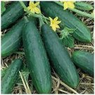 Vegetable Spacemaster 80 Bush Cucumber 240 Seeds For Garden