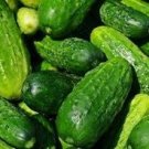 Vegetable Spacemaster 80 Bush Cucumber 480 Seeds For Garden