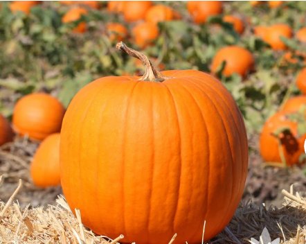 20 Seeds Vegetable Connecticut Field Pumpkin Seeds Jack-O-Lantern Pumpkin Pie Pumpkin For Garden