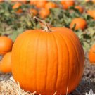 20 Seeds Vegetable Connecticut Field Pumpkin Seeds Jack-O-Lantern Pumpkin Pie Pumpkin For Garden