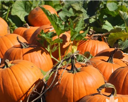 Seeds Jack-O-Lantern Pumpkin Pie Pumpkin For Garden 40 Seeds Vegetable Connecticut Field Pumpkin