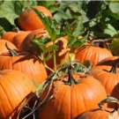 Seeds Jack-O-Lantern Pumpkin Pie Pumpkin For Garden 40 Seeds Vegetable Connecticut Field Pumpkin